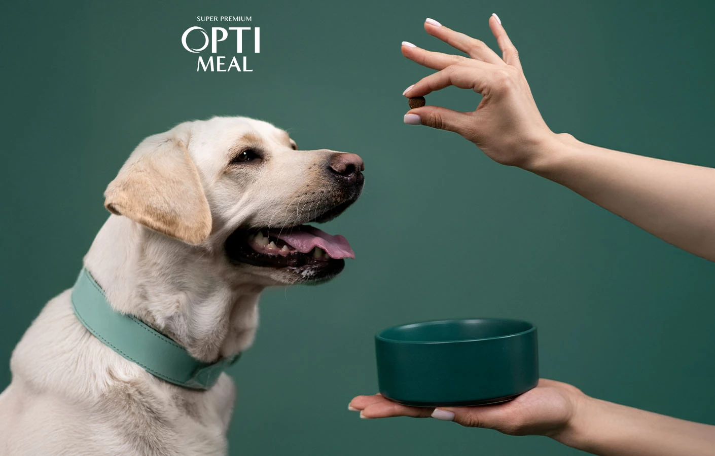 Раціон під контролем: як годувати котів і собак