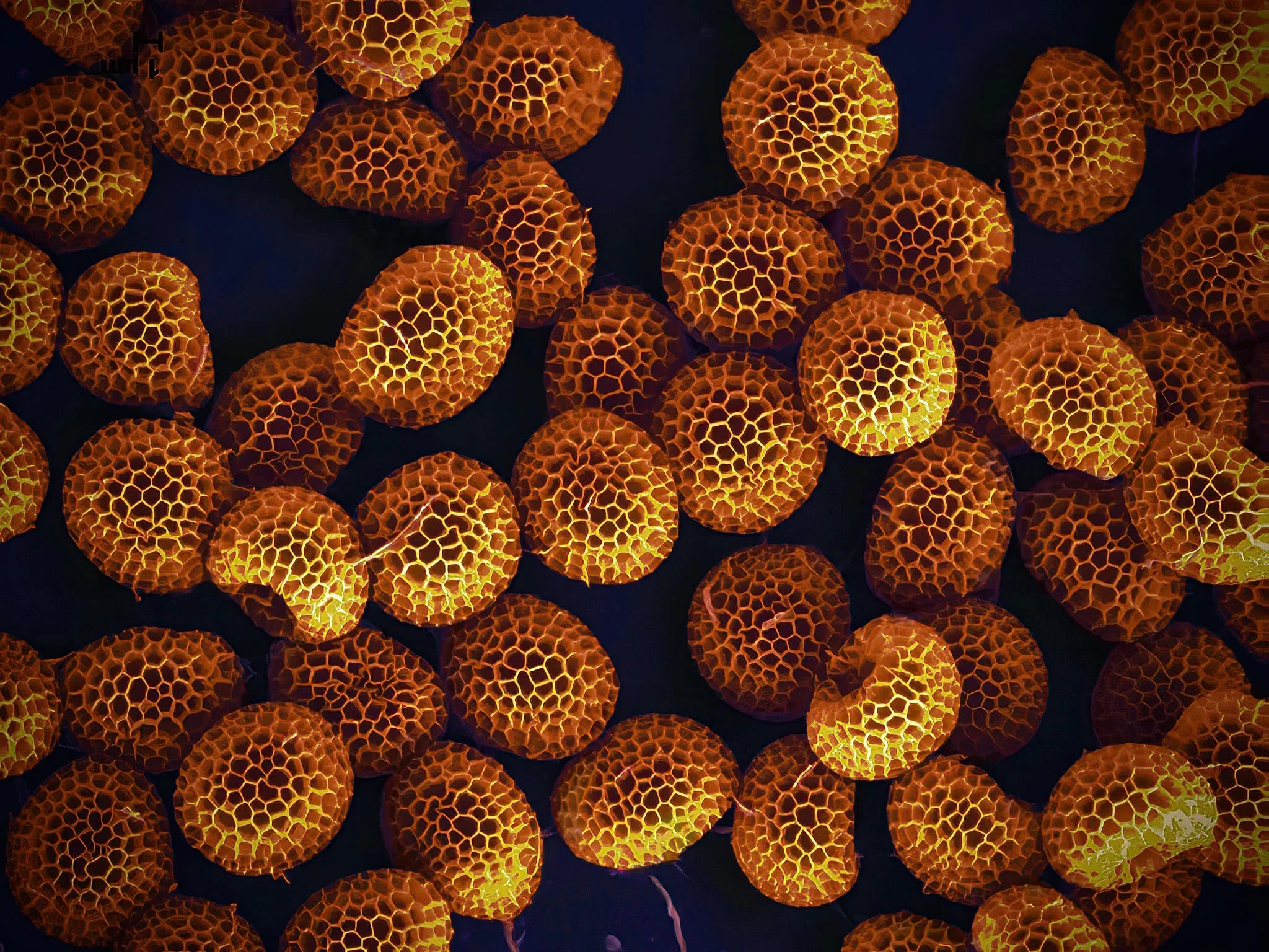 Пів сотні нових видів: як слизовики влаштували науковцям величезний сюрприз