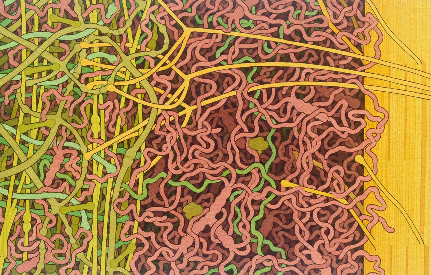 Як ядерна зброя допомогла визначити вік наших білків