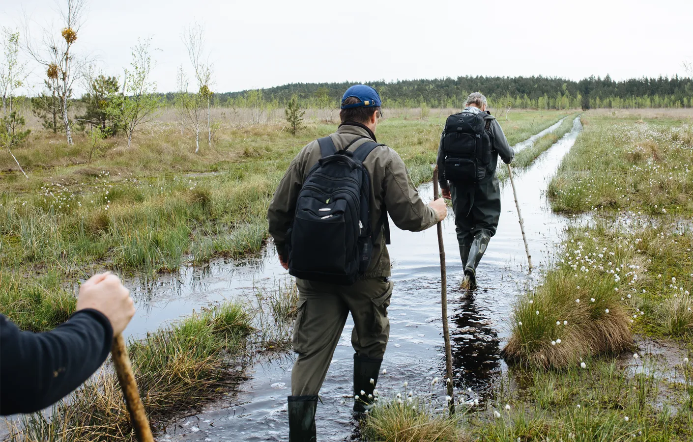 Не вийти сухими з води: як відновлюють болота Полісся